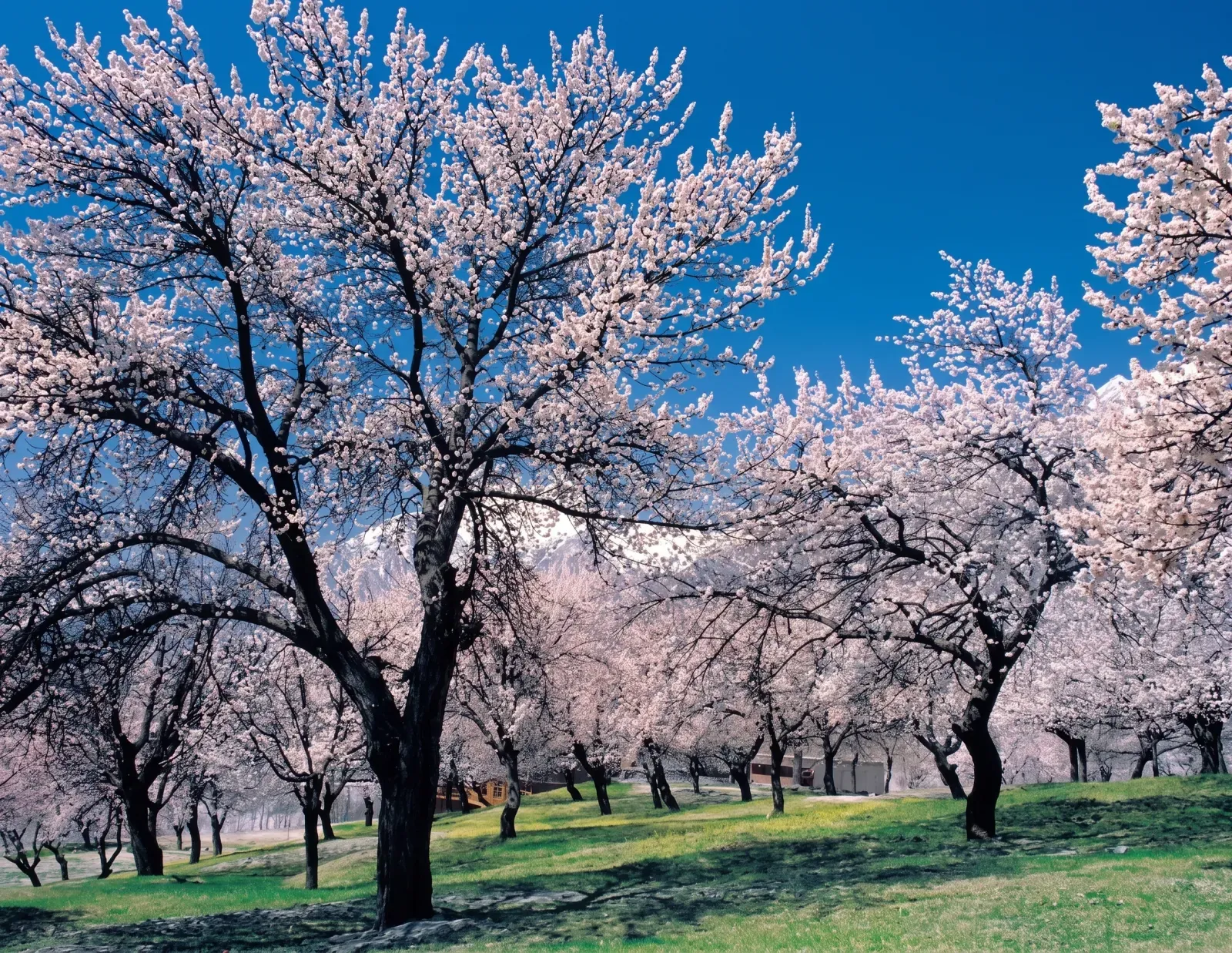 Spring Blossoms in Hunza